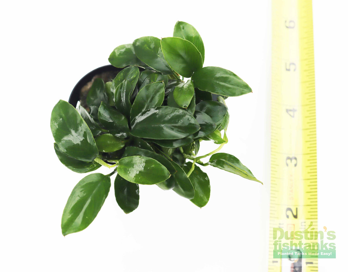 Live Anubias Nana Petite Aquarium Plant product image 42