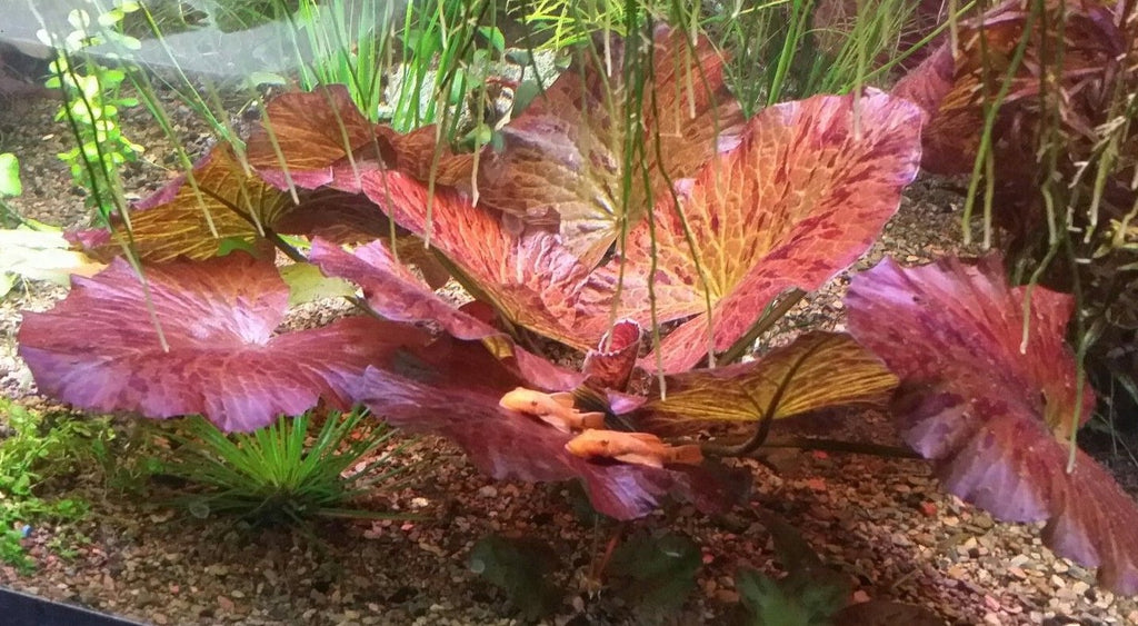 Live Tiger Lotus Aquarium Bulb product image 2