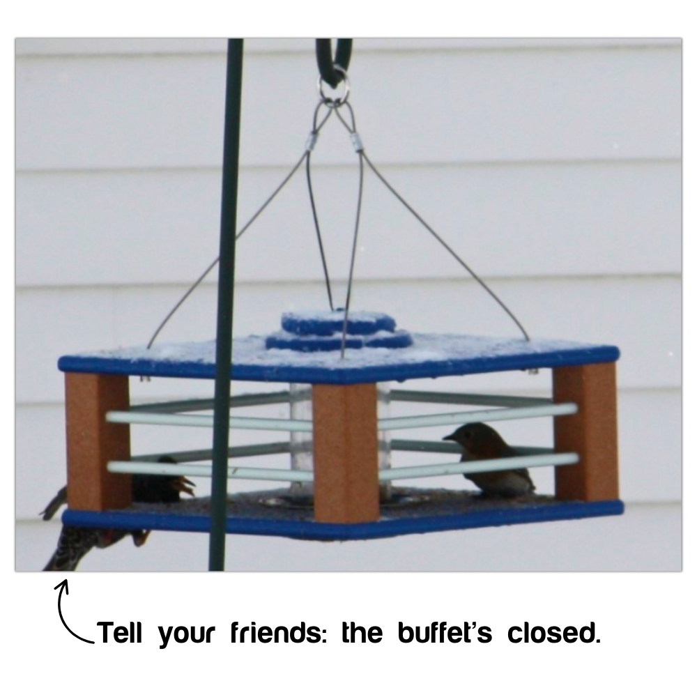 Eastern Bluebird Mealworm Feeder product image 5