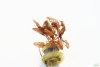 Cryptocoryne Aquarium Plant Pack product image 10