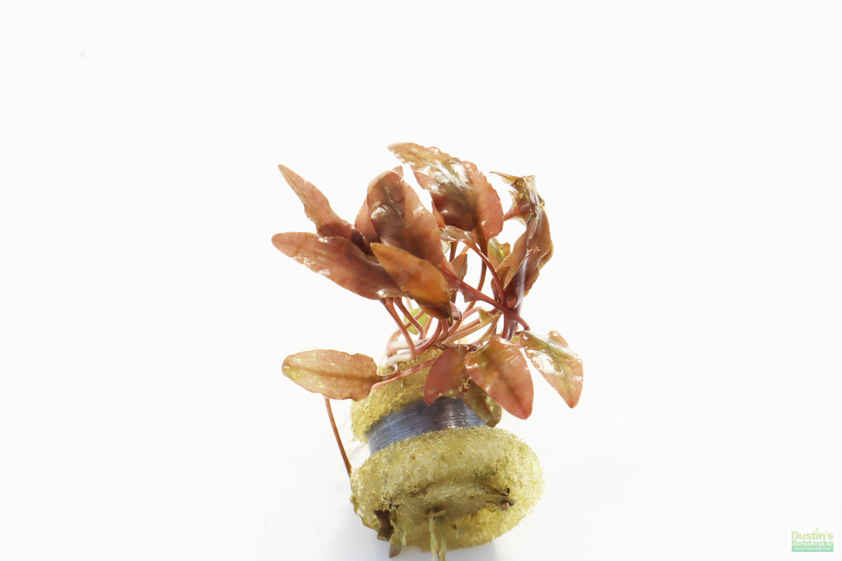 Cryptocoryne Aquarium Plant Pack product image 10