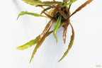 Cryptocoryne Aquarium Plant Pack product image 14