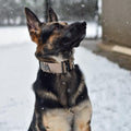 Tactical Dog Collar product image 2