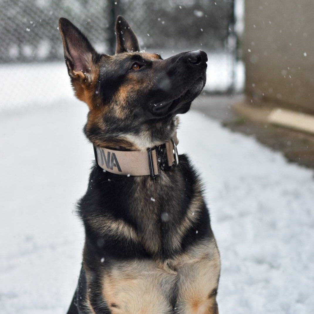 Tactical Dog Collar product image 2