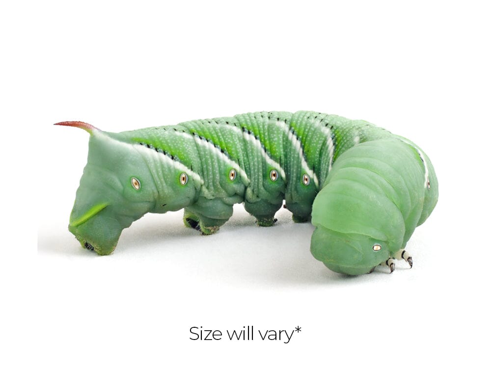 Medium Hornworms FREE SHIPPING