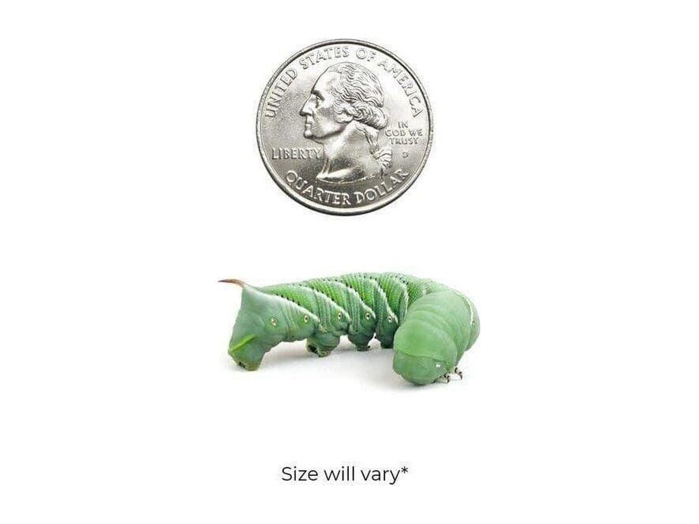 Medium Hornworms