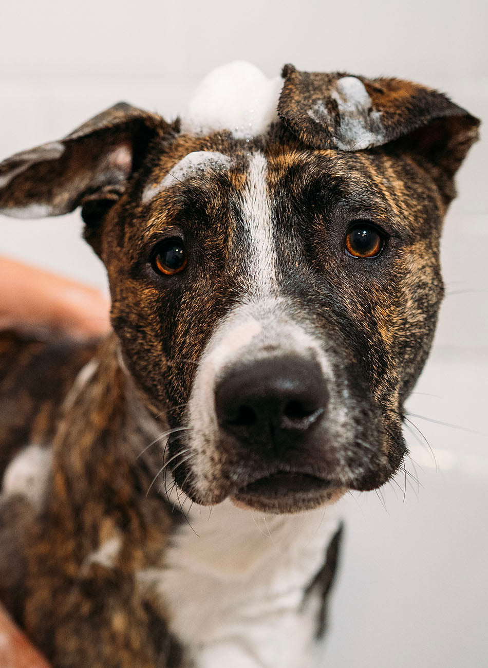 Pet Shampoo product image 2