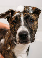 Pet Shampoo product image 2