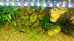 Double-Row Planted Aquarium LED Light product image 25