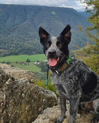 Slip Dog Collar product image 15