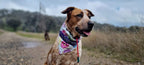 Slip Dog Collar product image 17