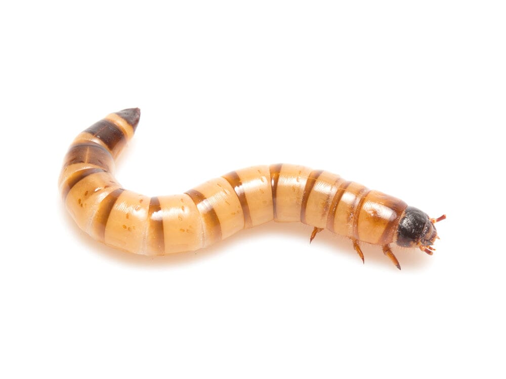 Medium Superworms
