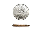 Medium Superworms superworms DubiaRoaches.com