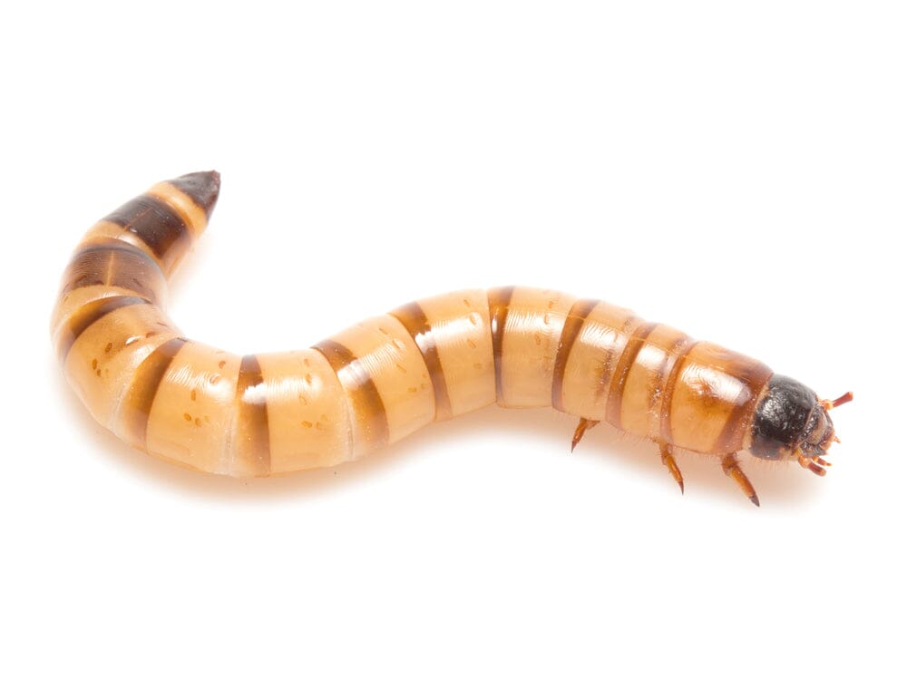 Superworms FREE SHIPPING