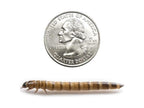 Large Superworms superworms DubiaRoaches.com