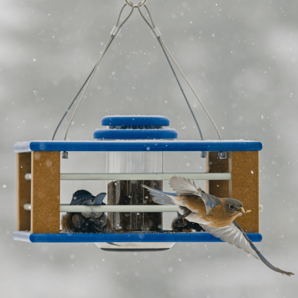 Eastern Bluebird Mealworm Feeder product image 10