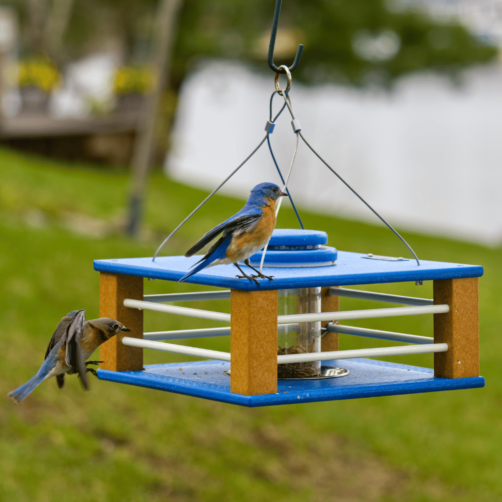 Eastern Bluebird Mealworm Feeder product image 1