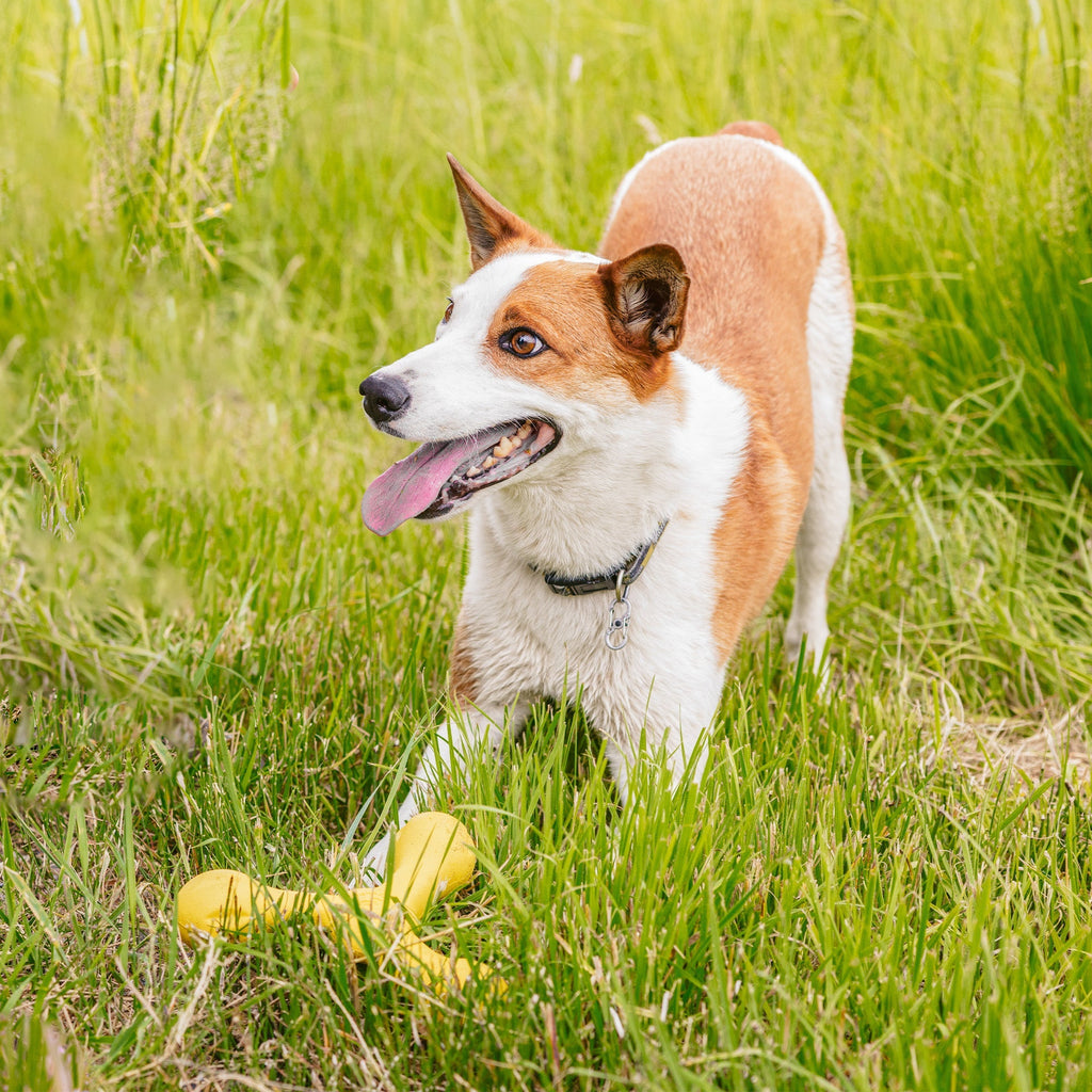 Floatable Fetch and Tug Dog Toy product image 4