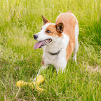 Floatable Fetch and Tug Dog Toy product image 4