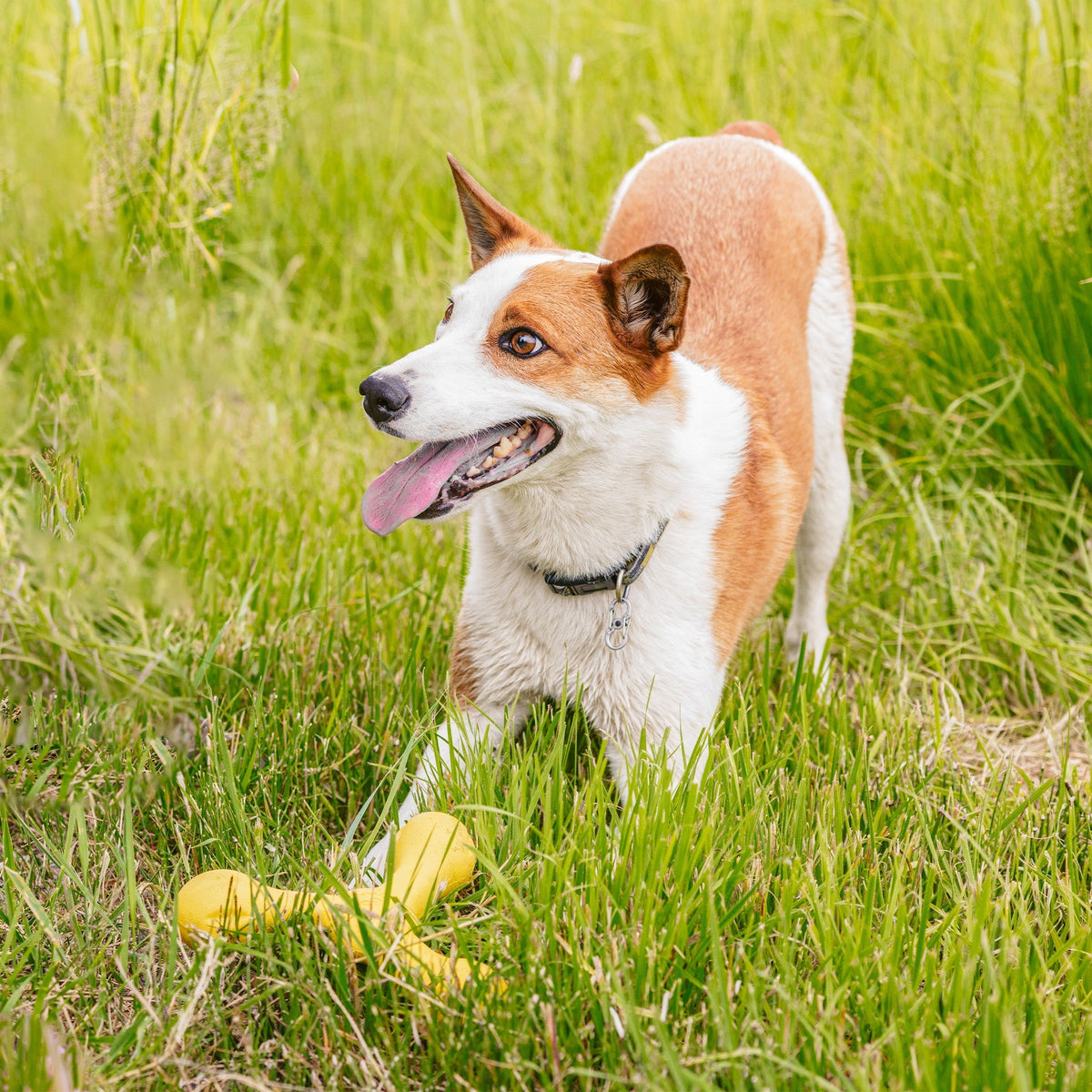 Floatable Fetch and Tug Dog Toy product image 4