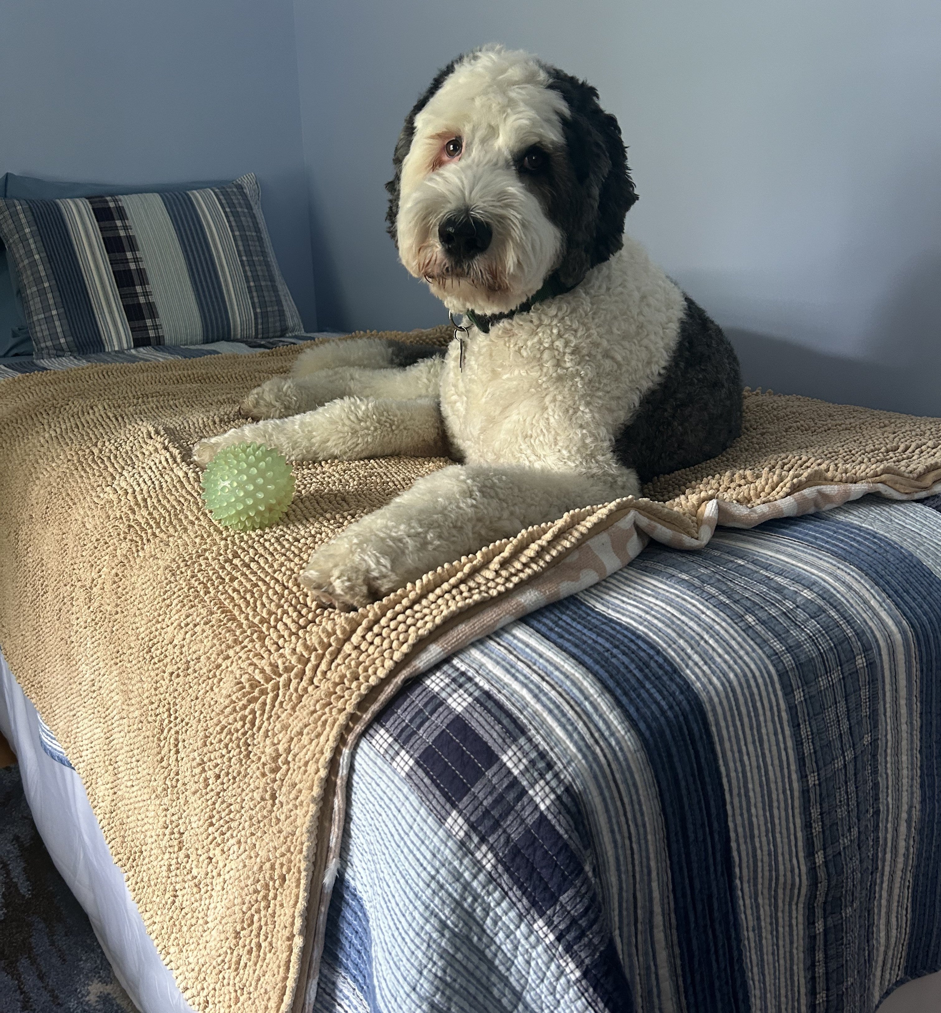 Dog Blanket product image 3