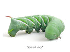 Large Hornworms FREE SHIPPING