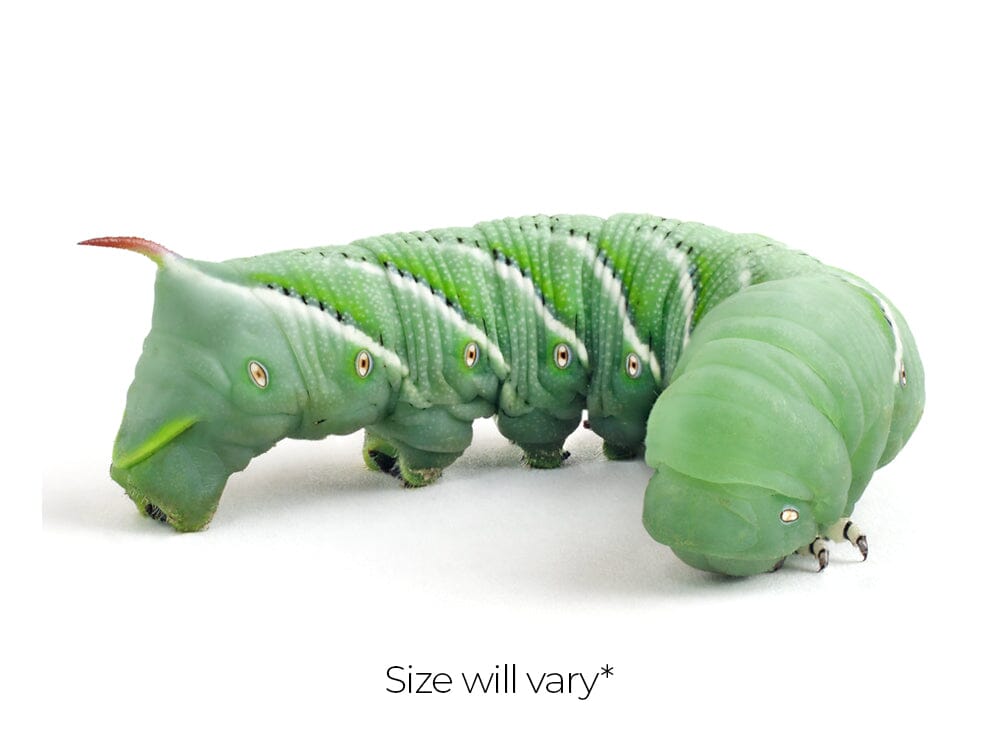 Large Hornworms FREE SHIPPING