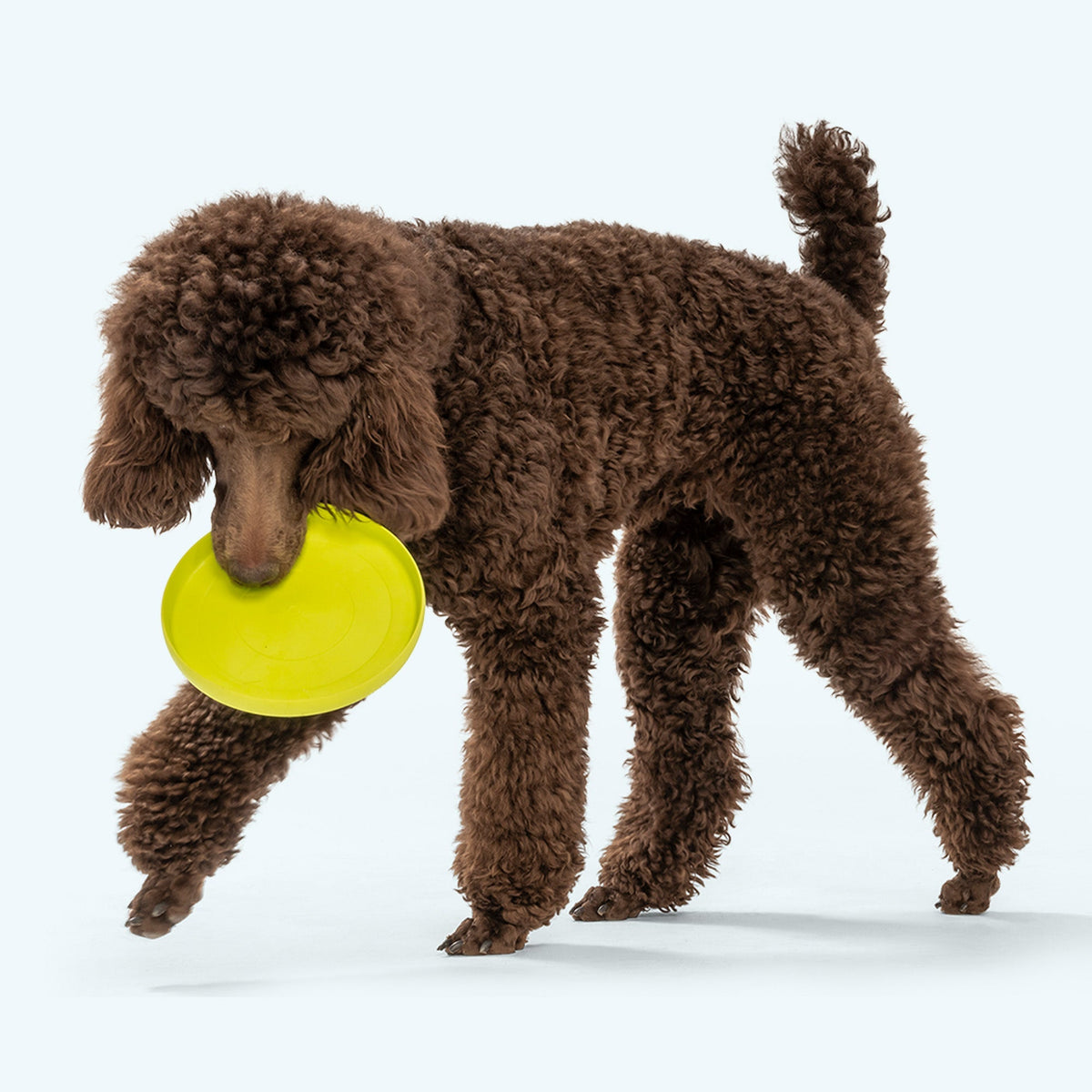 Floatable Flying Disc Dog Toy product image 4
