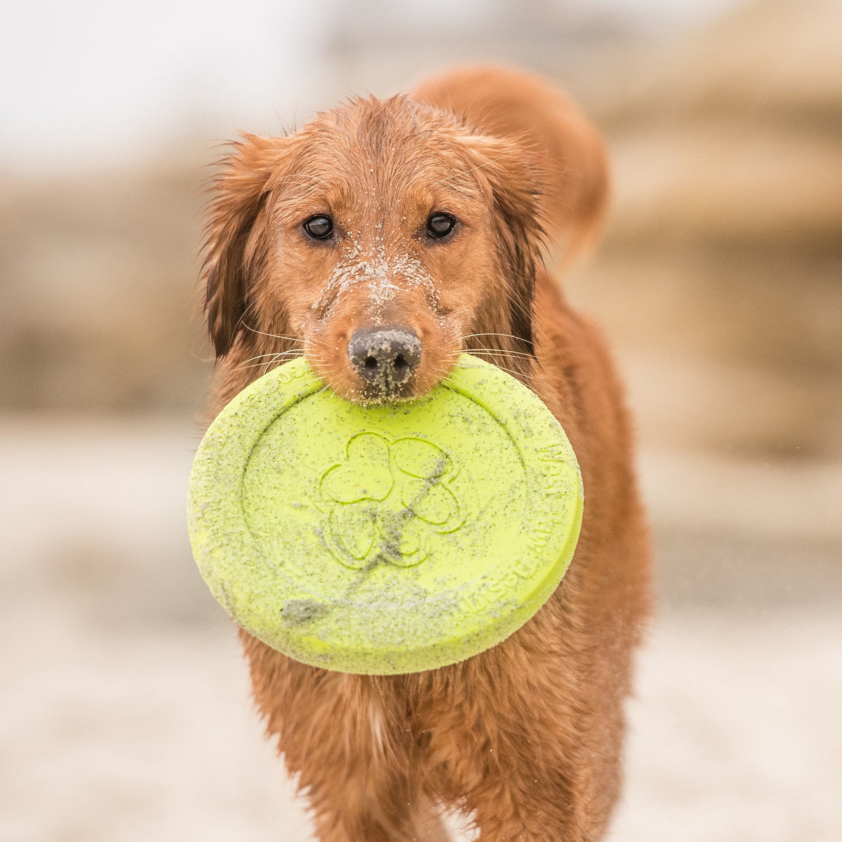Floatable Flying Disc Dog Toy product image 5