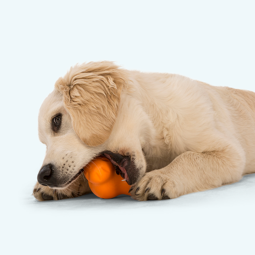 Dog Treat Toy product image 5