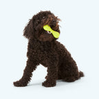 Floatable Bone-Shaped Dog Chew Toy product image 5
