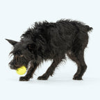 Erratic-Bounce Dog Fetch Ball product image 3