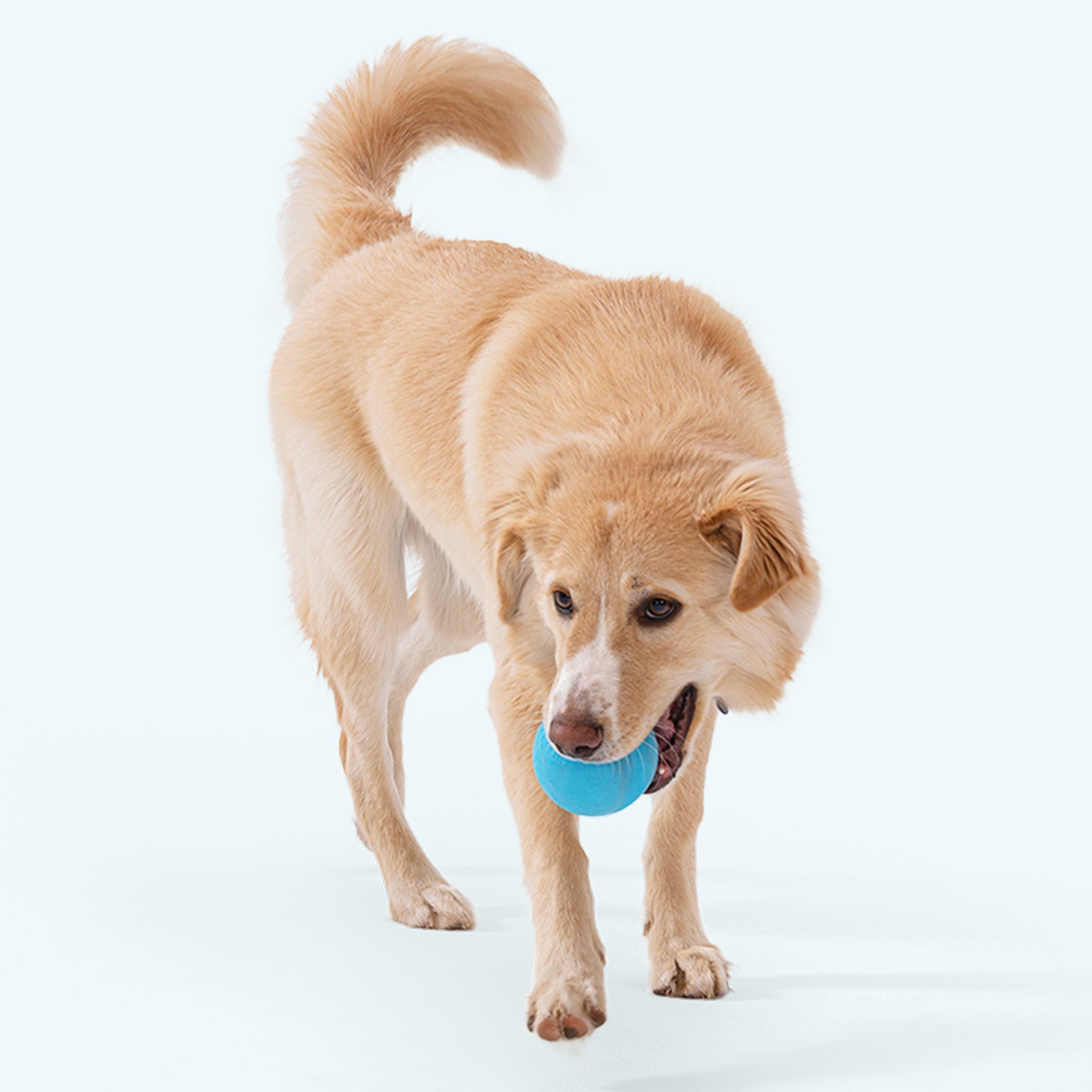 Erratic-Bounce Dog Fetch Ball product image 5