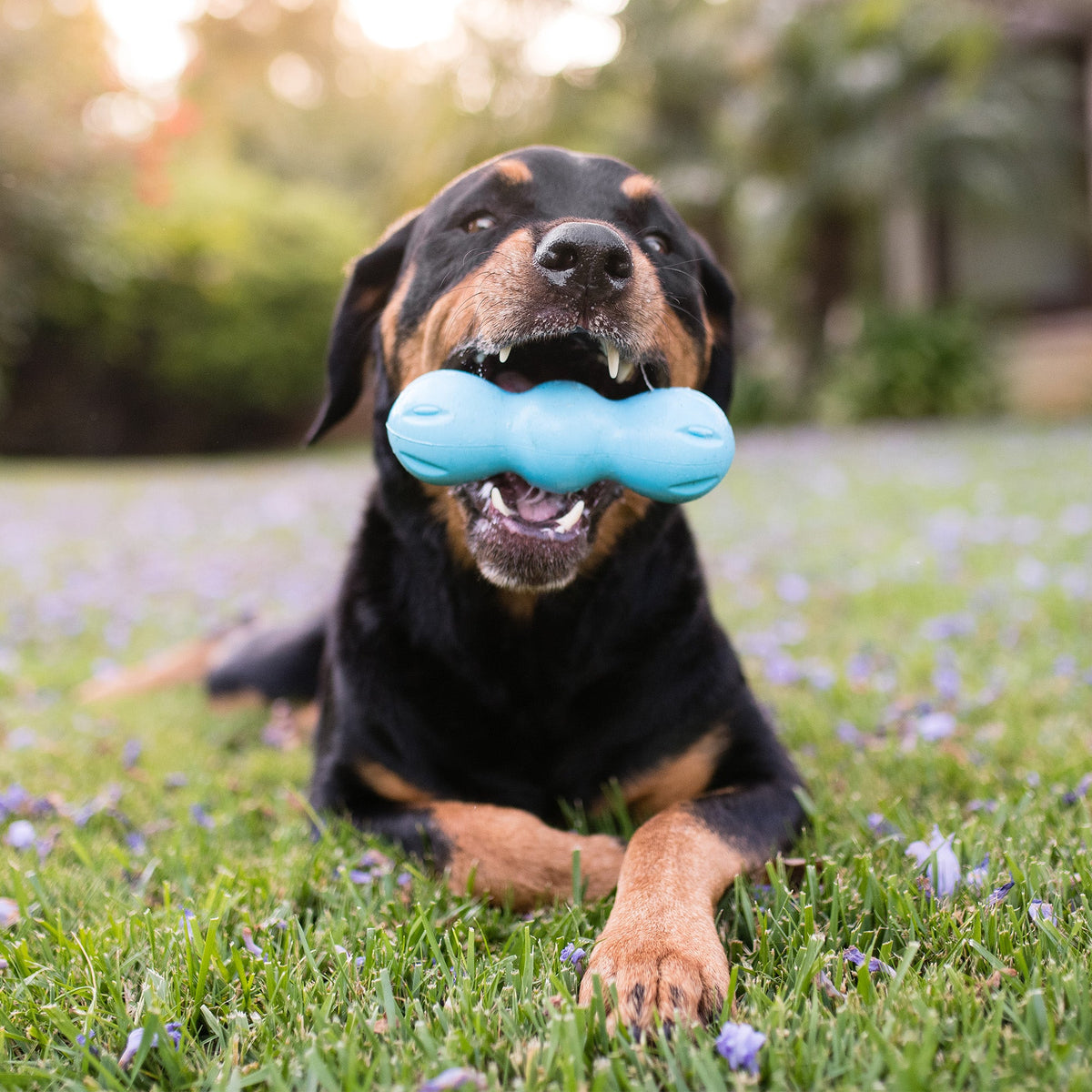 Dog Chew Toy product image 5