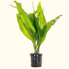 Live Aquarium Plant product image 1
