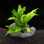 Live Aquarium Plant product image 2