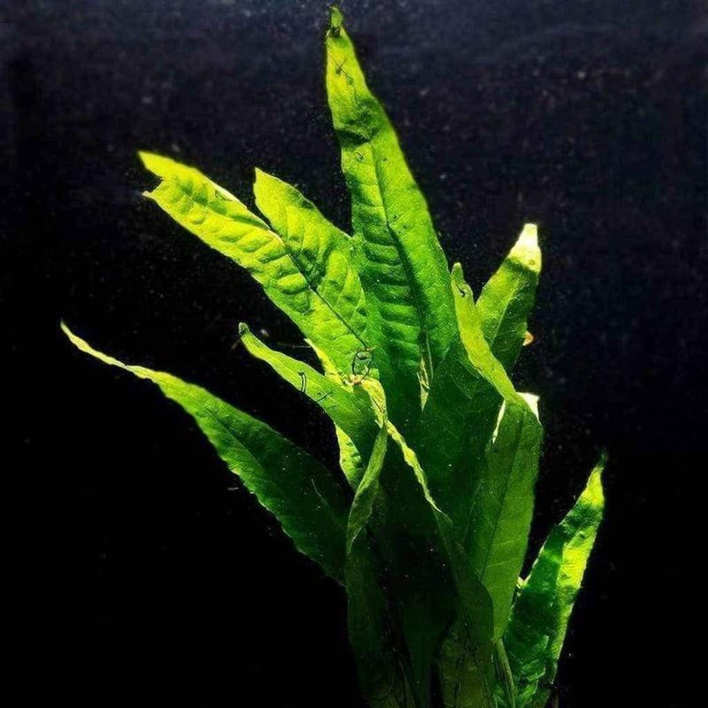Live Aquarium Plant product image 3