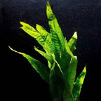 Live Aquarium Plant product image 3