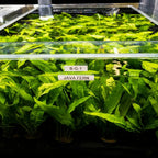 Live Aquarium Plant product image 4