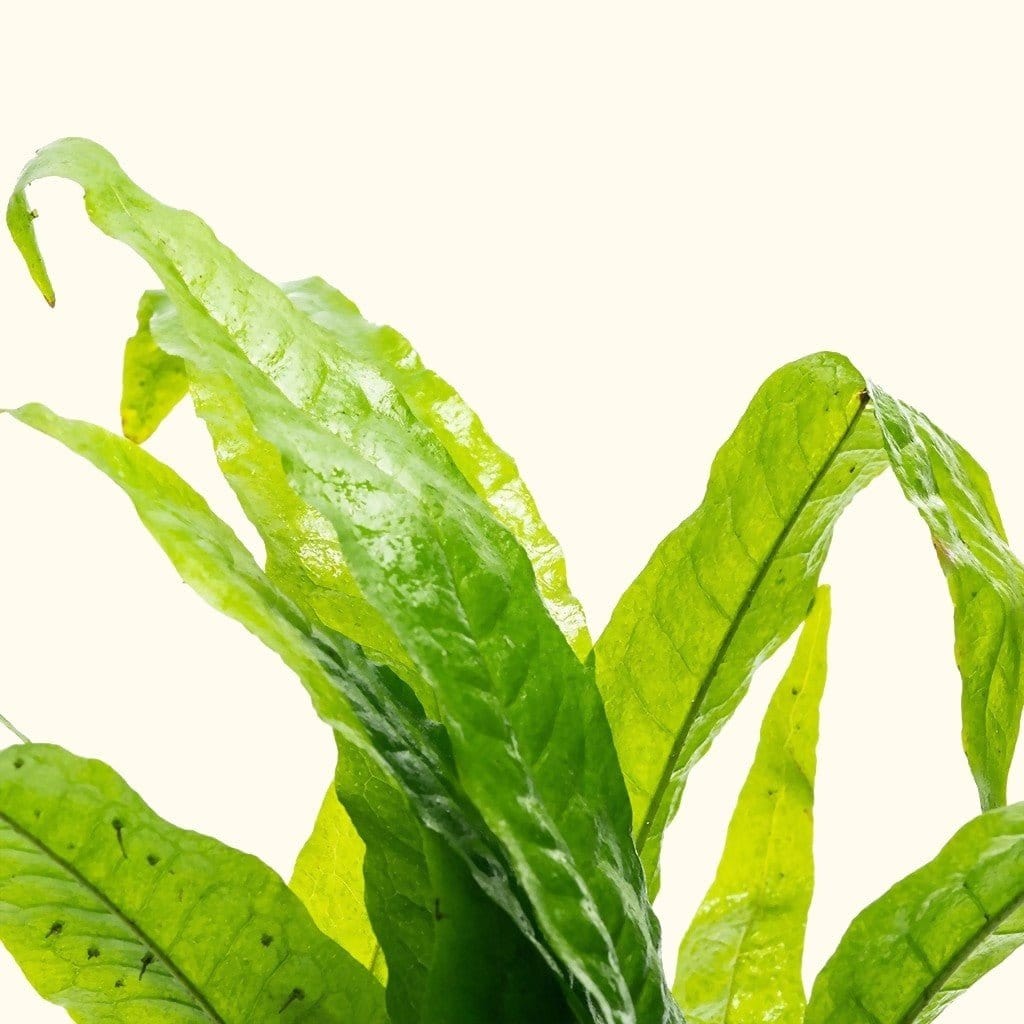 Live Aquarium Plant product image 5