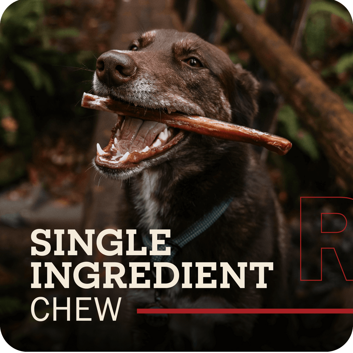 Beef Bully Stick Dog Chews product image 4