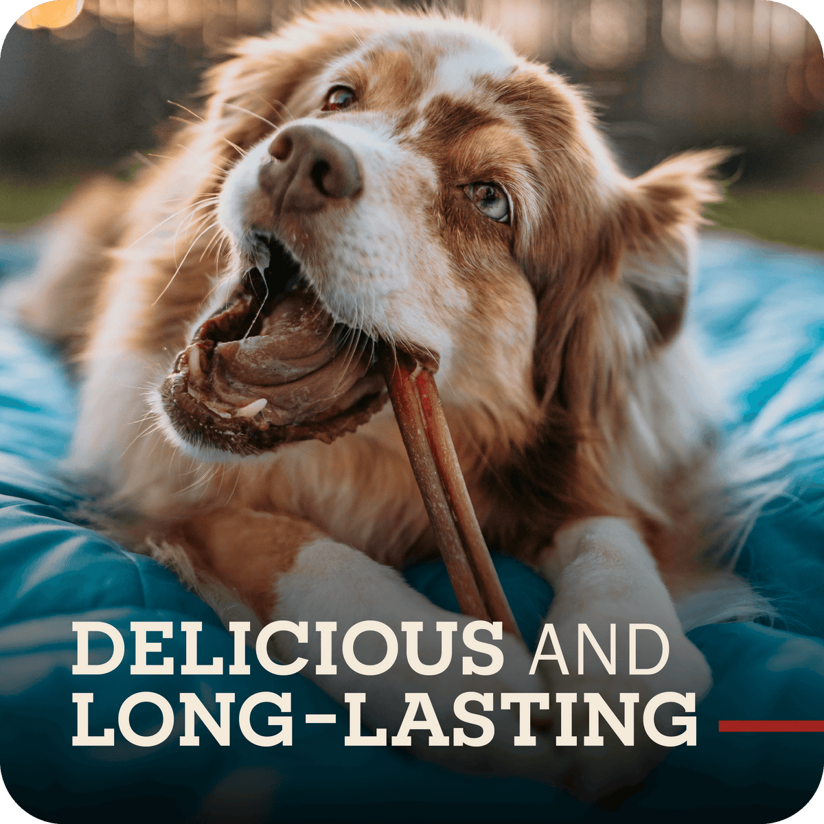 Beef Bully Stick Dog Chews product image 8