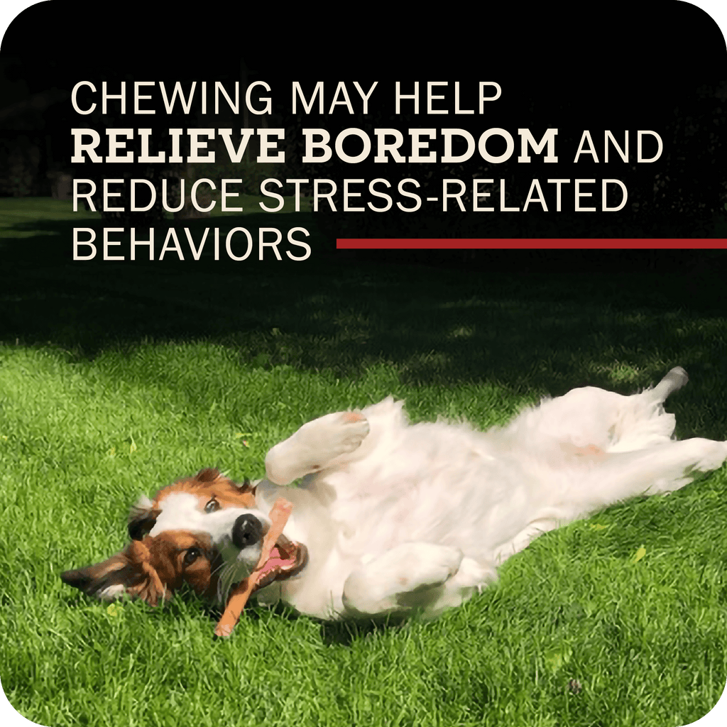 Beef Bully Stick Dog Chews product image 10
