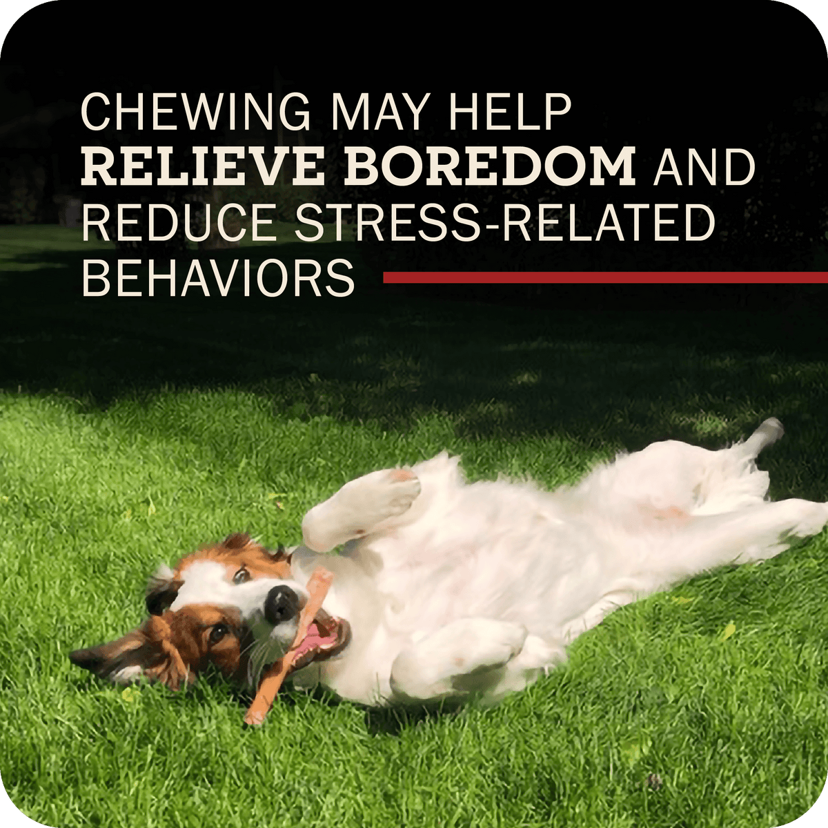 Beef Bully Stick Dog Chews product image 10