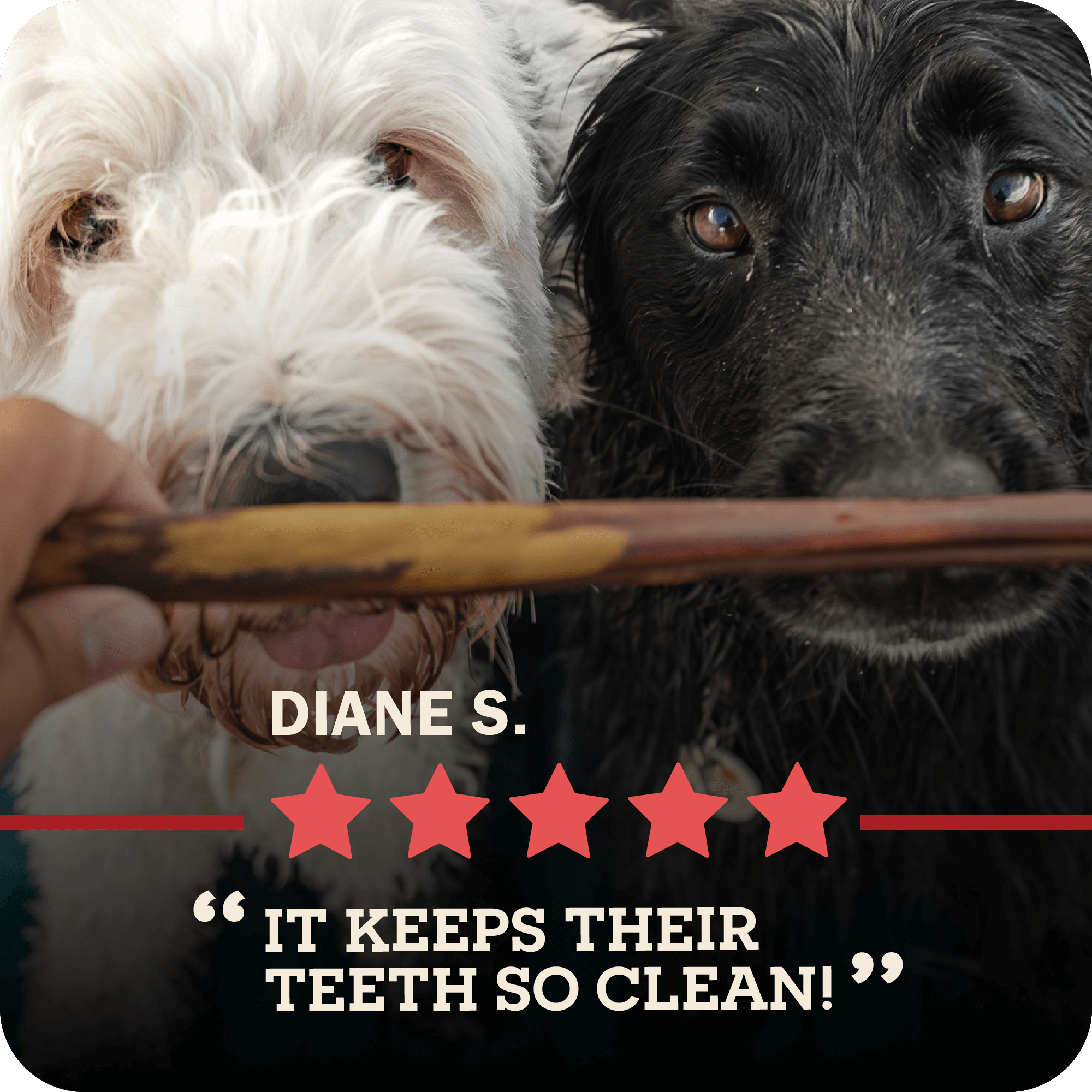 Beef Bully Stick Dog Chews product image 13
