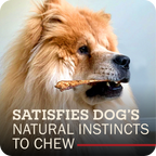 A fluffy golden dog in profile holds a chew in its mouth against a soft gray background, with large overlaid text reading 'SATISFIES DOG'S NATURAL INSTINCTS TO CHEW' and a small red underline.