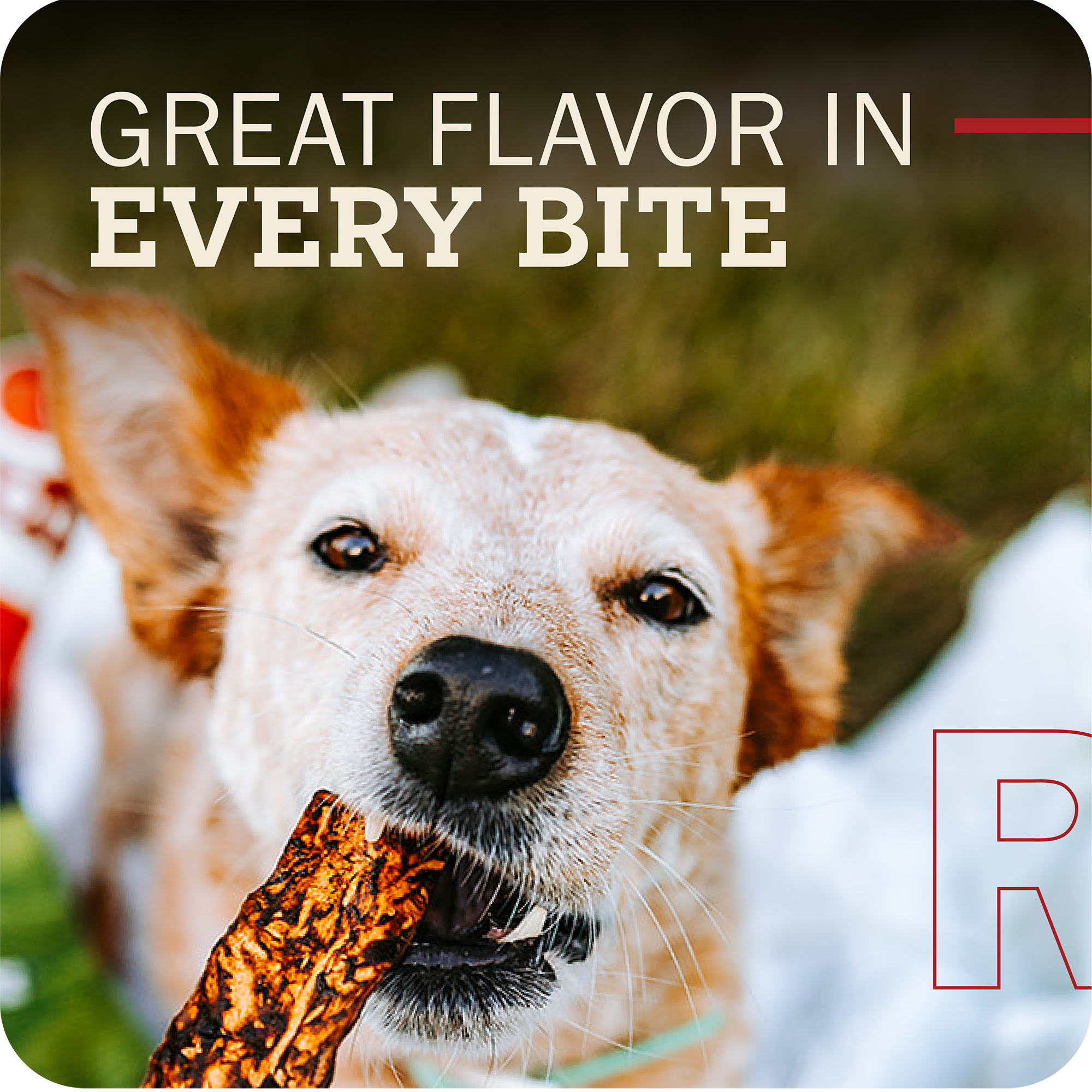 Dog holding a Redbarn Bully Slice Treat with text 'Great Flavor in Every Bite' and a blurred background