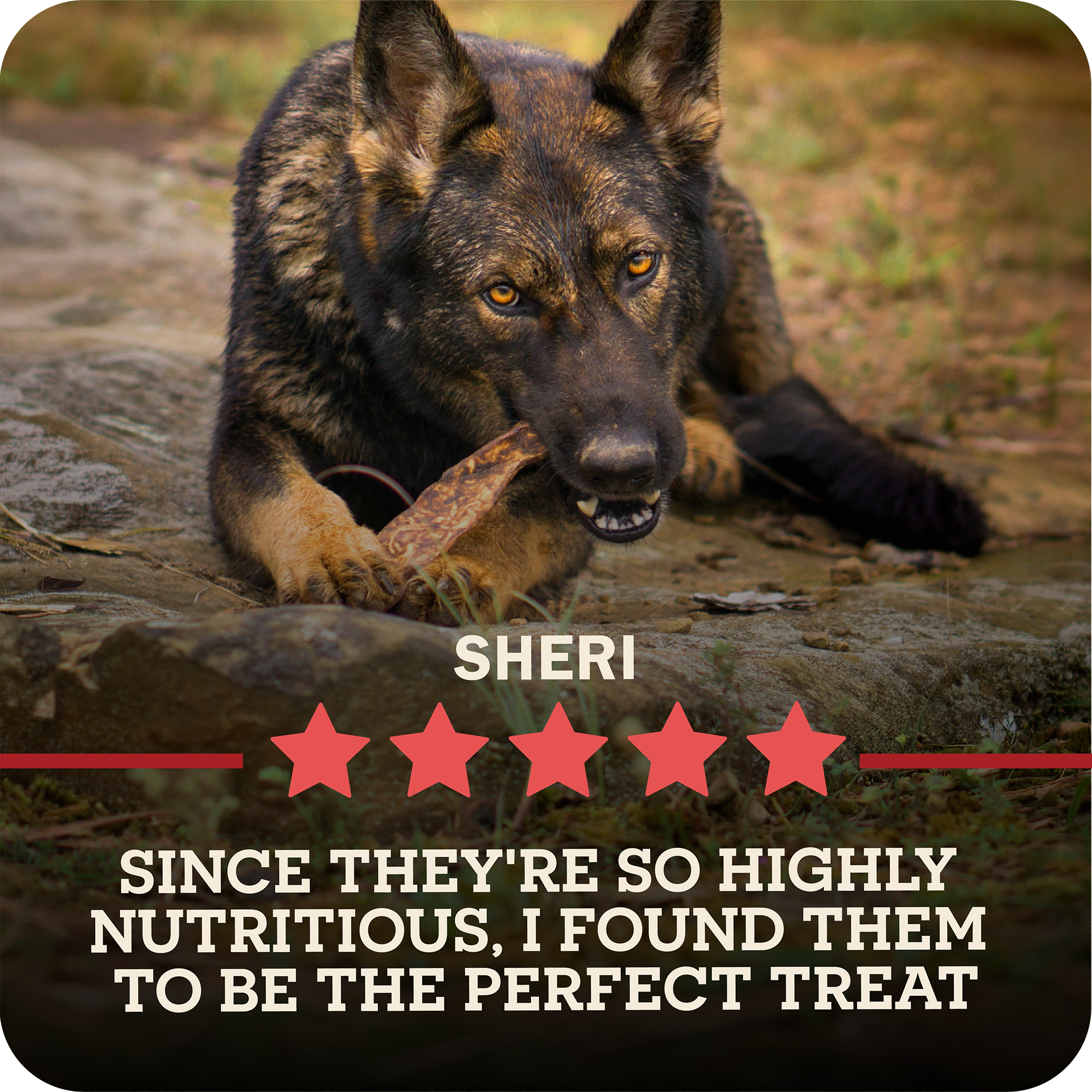 A German Shepherd dog named Sheri is shown outdoors on rocks, chewing on a Redbarn Bully Slice Treat. The image includes text overlays reading 'SHERI' and 'SINCE THEY'RE SO HIGHLY NUTRITIOUS, I FOUND THEM TO BE THE PERFECT TREAT' with five red stars.