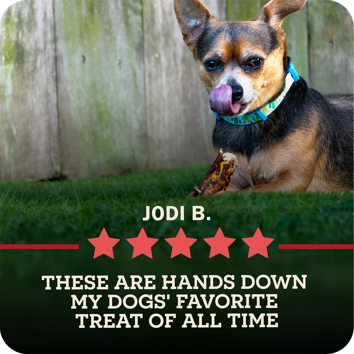 A small black and tan dog lying on green grass in front of a wooden fence, licking its lips while holding a Redbarn Bully Slice Treat. The dog wears a blue patterned collar.