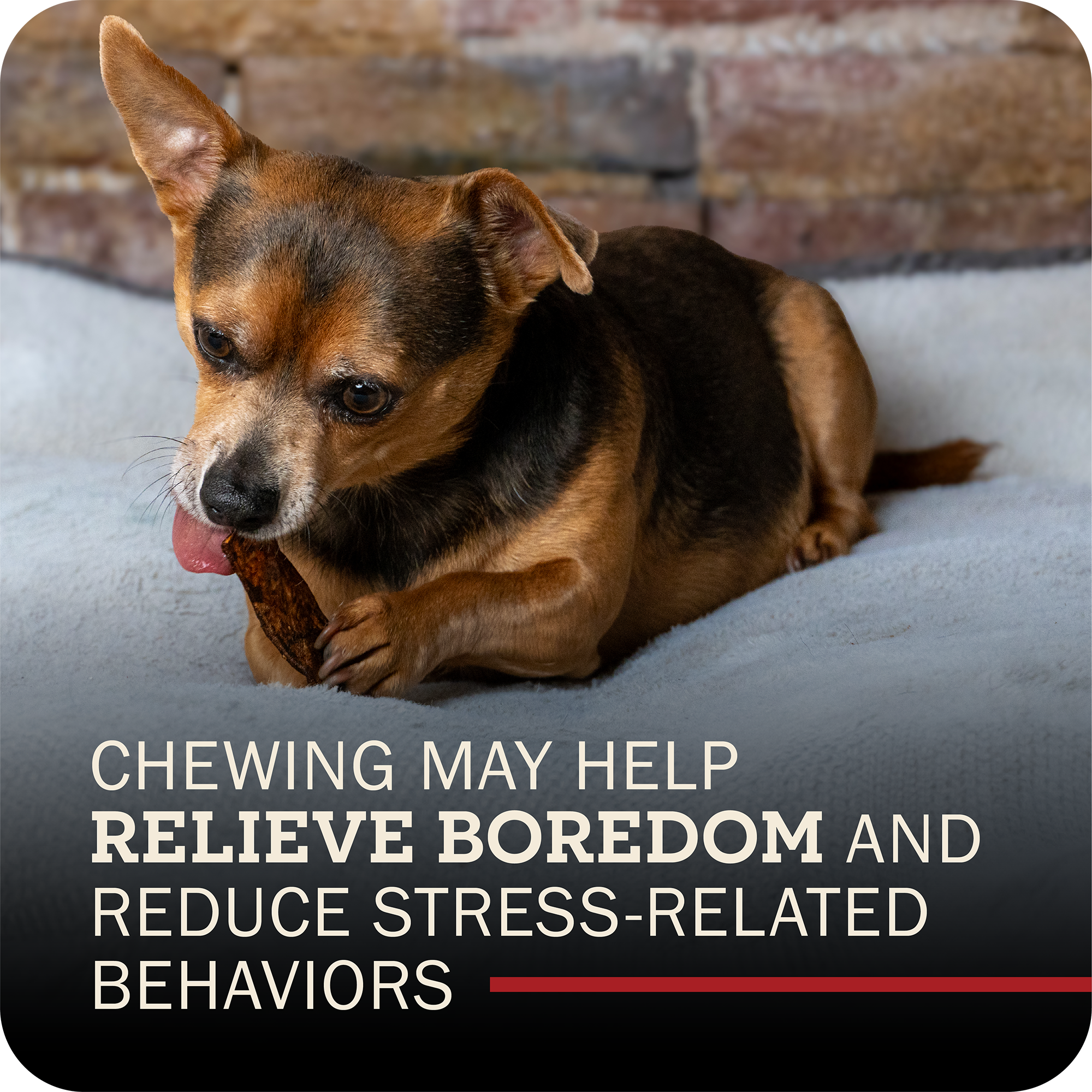 A small brown and black dog lying on a light gray blanket in front of a brick wall, chewing a Redbarn Bully Slice Treat. Text at the bottom reads, 'Chewing MAY HELP RELIEVE BOREDOM AND REDUCE STRESS-RELATED BEHAVORS'.